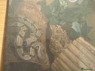 Boa Snake reptiles Boa constrictor snake - Advert 2