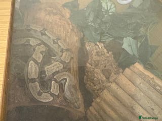 Boa Snake reptiles Boa constrictor + leopard yellow belly python - Advert 16