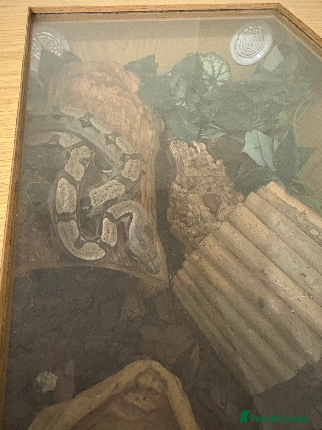 Boa Snake reptiles for sale: Boa constrictor + leopard yellow belly python - Advert 1