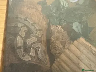 Boa Snake reptiles Boa constrictor + leopard yellow belly python - Advert 4