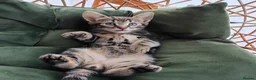 Mixed Breed cats for sale: Marble Bengal cross  - Advert 2