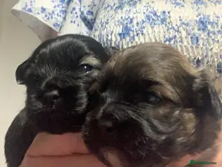 Mixed Breed dogs F1 Peekapoo puppies (Pekinese x Toy poodle) - Advert 15