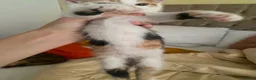 Mixed Breed cats for sale: Kitten in Manchester - Advert 4