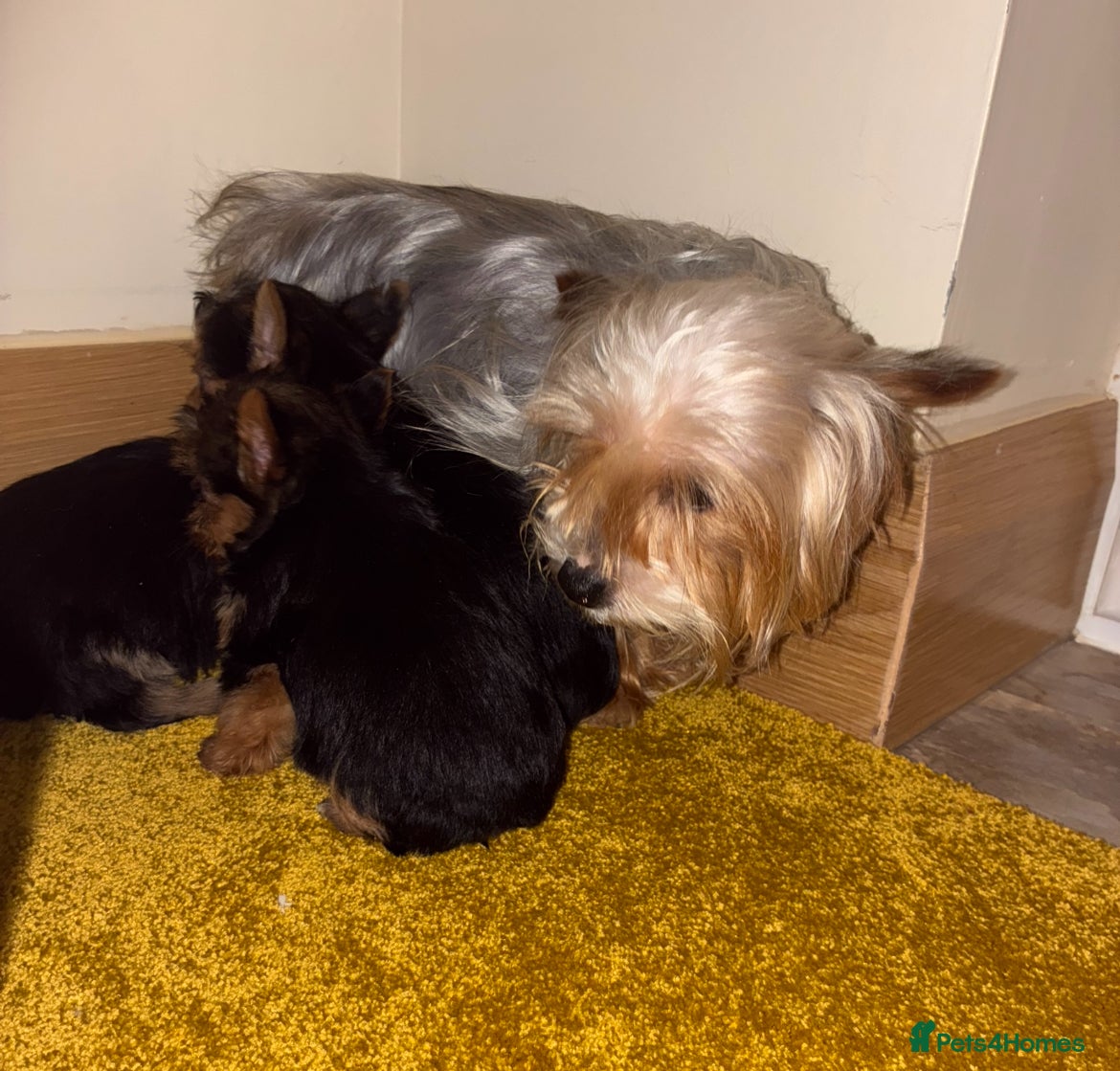Yorkshire Terrier dogs Yorkshire terrier puppies for sale  - Advert 4