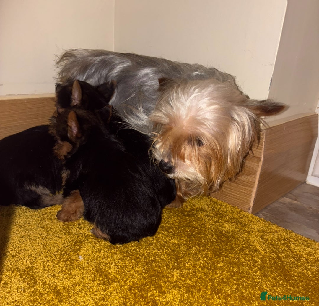 Yorkshire Terrier dogs for sale: Yorkshire terrier puppies for sale  - Advert 1