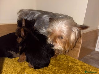 Yorkshire Terrier dogs Yorkshire terrier puppies for sale - Advert 7