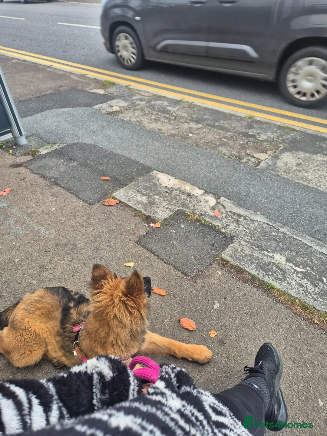 German Shepherd dogs for stud: Stunning German Shepherd stud only - Advert 11