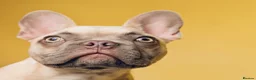 French Bulldog dogs for sale: Beautiful French Bulldog Boy - Advert 4
