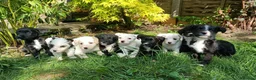 Mixed Breed dogs for sale: cockerpoo x colliestaff puppies in Cheltenham - Advert 1