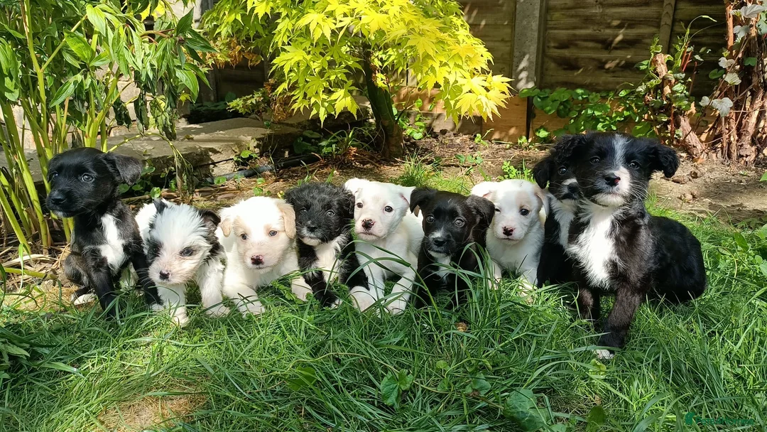 Mixed Breed dogs for sale: cockerpoo x colliestaff puppies in Cheltenham - Advert 1