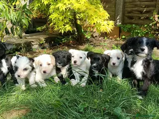 Mixed Breed dogs cockerpoo x colliestaff puppies - Advert 1