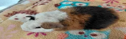 Guinea Pig rodents for sale: Baby Boars in longhaired breeds & teddies  - Advert 7