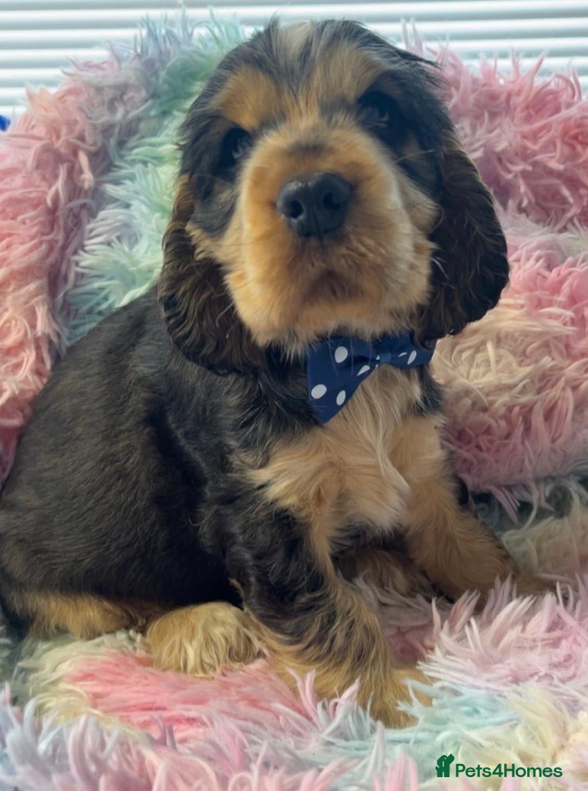 Cocker Spaniel dogs Champion Bloodlines KC Reg Show Cocker Spaniels - Advert 6