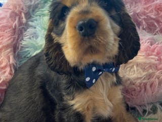 Cocker Spaniel dogs Champion Bloodlines KC Reg Show Cocker Spaniels - Advert 6