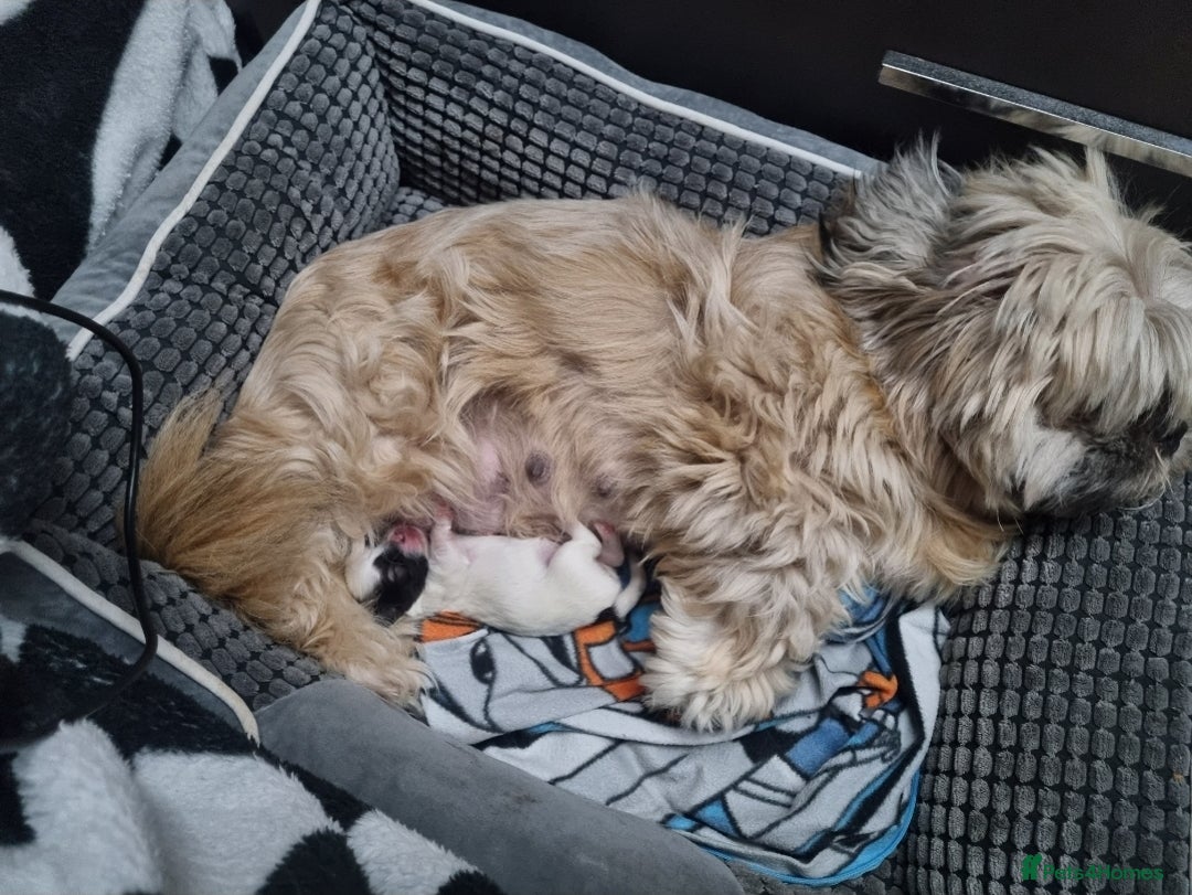 Lhasapoo dogs for sale: Lasha poo  - Advert 2