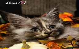 Maine Coon cats for sale: TICA Registered Kittens for Sale  - Image 28