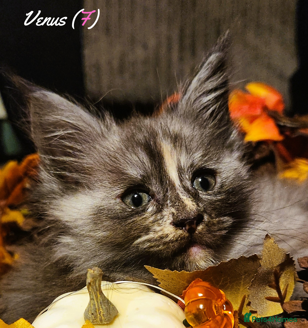 Maine Coon cats for sale: TICA Registered Kittens for Sale  - Image 28