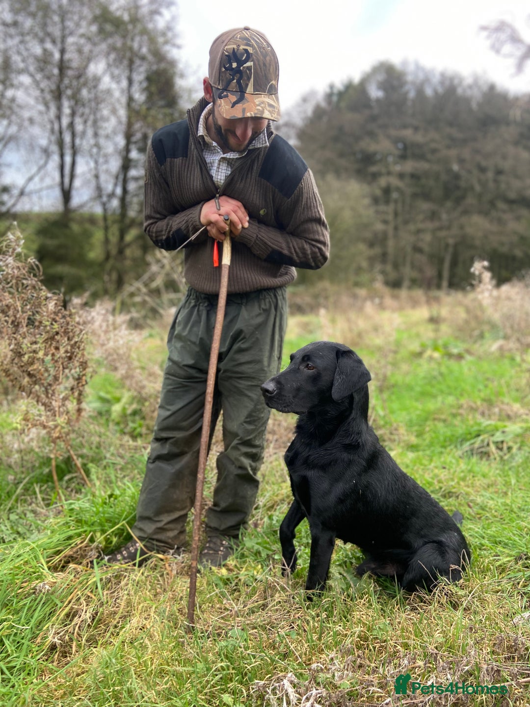 Labrador Retriever dogs for stud: Health Tested KC Registered Black Labrador Stud in Ashbourne - Advert 1