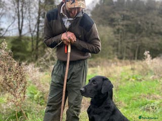 Labrador Retriever dogs Health Tested KC Registered Black Labrador Stud in Ashbourne - Advert 22