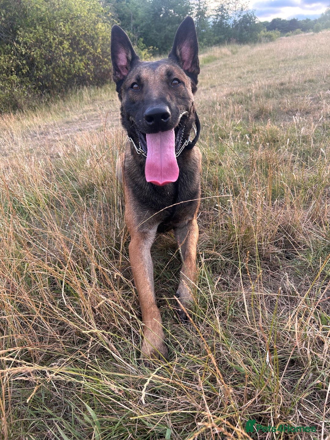 Belgian Shepherd Dog dogs for sale: Raptor  - Image 3