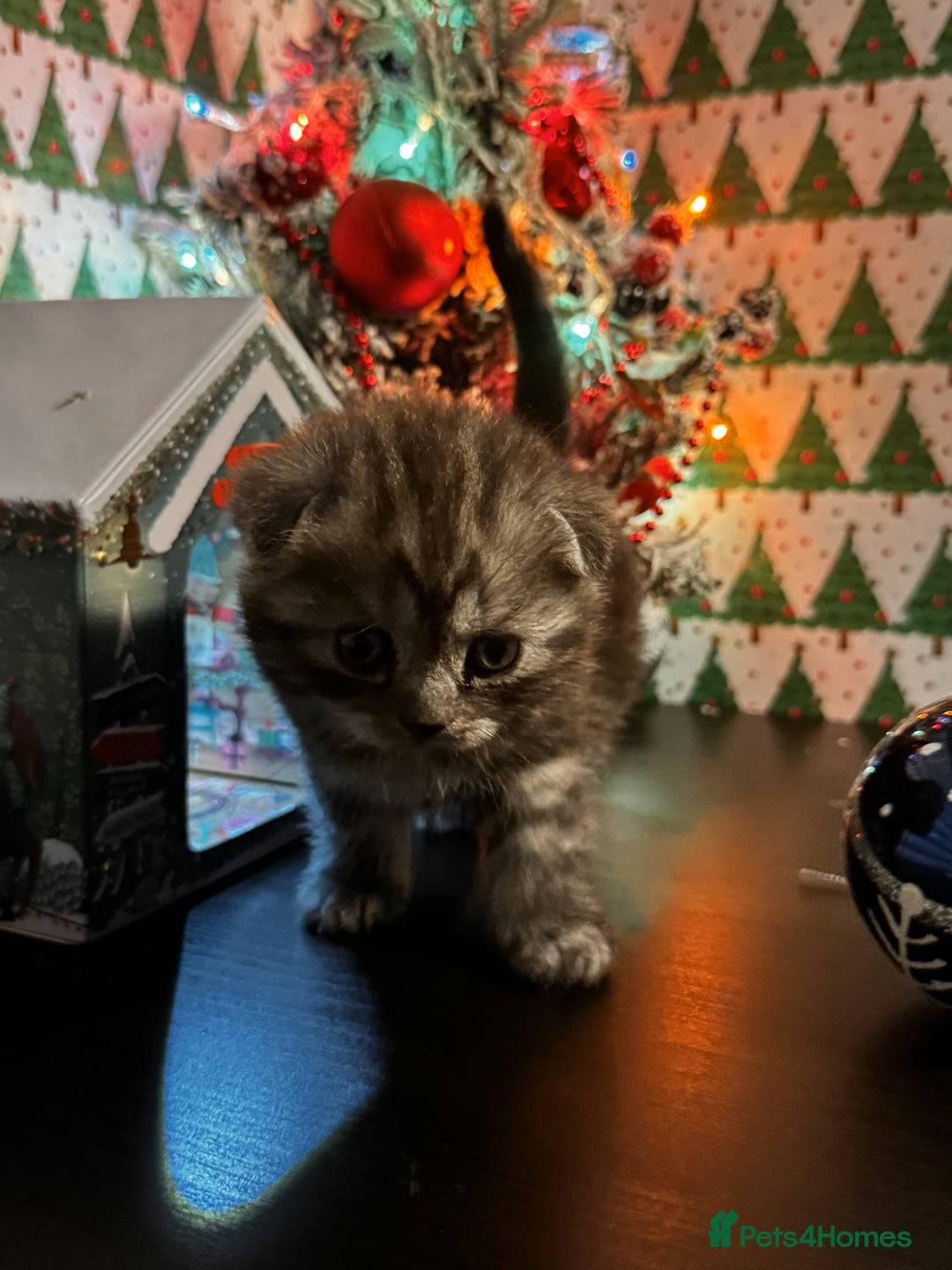 Scottish Fold cats for sale: 4 Beautiful Scottish Fold Kittens - Advert 10