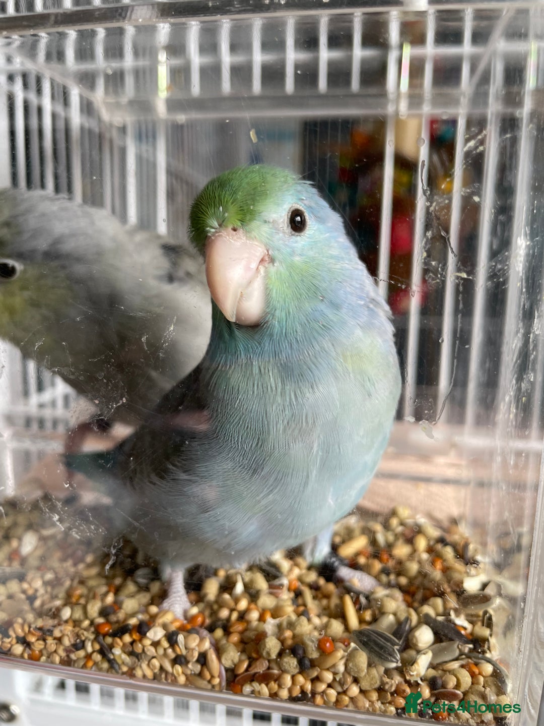 Parrots birds for sale: Pair of Parrotlet's  - Advert 2