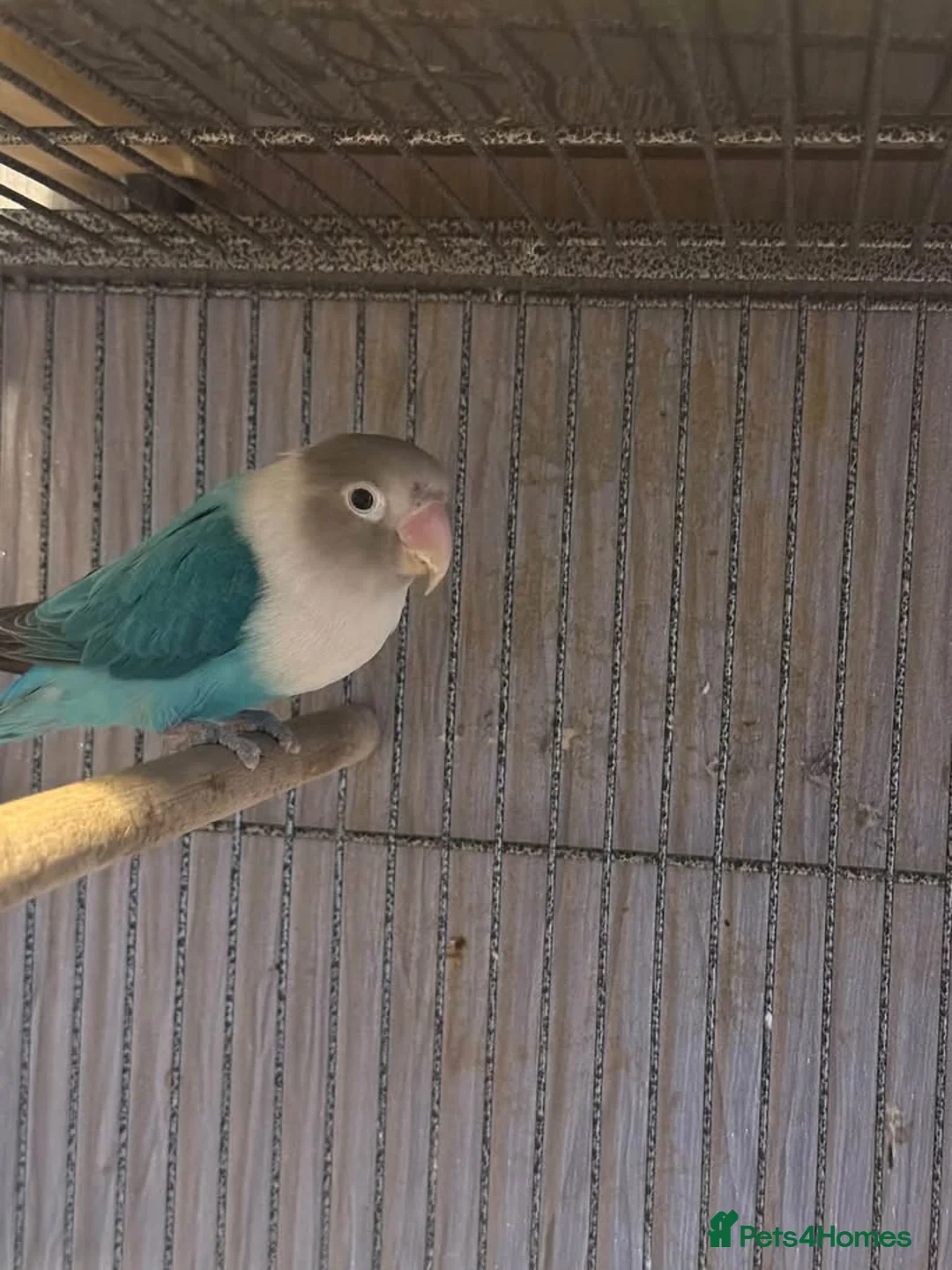Parrots birds for sale: A pair of red factor canaries and cage  - Advert 2