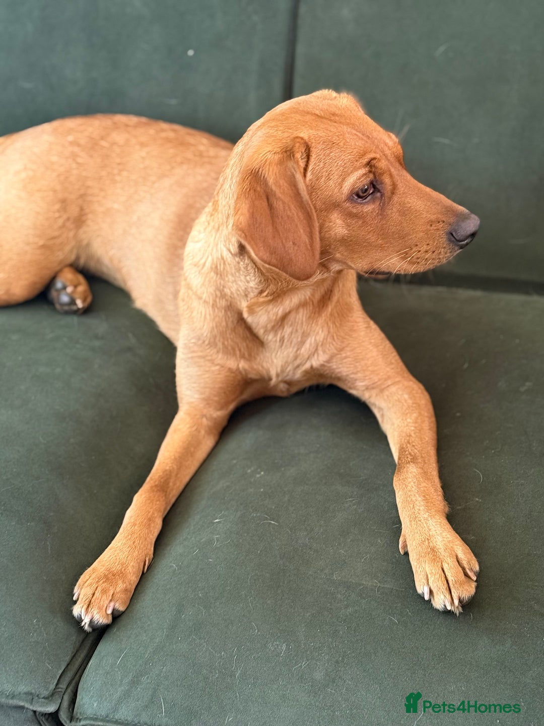 Labrador Retriever dogs for sale: Fox Red Labrador (female) 1.5 years  - Advert 4