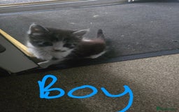 Mixed Breed cats for sale: 5 kittens needing loving homes  - Image 4