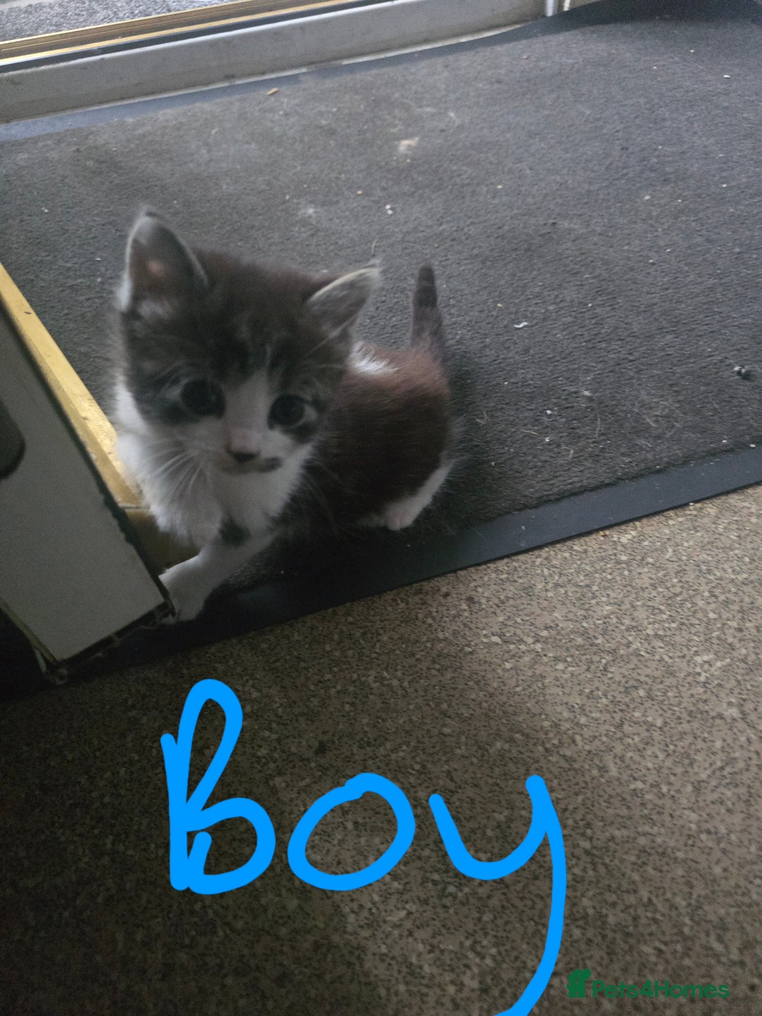 Mixed Breed cats for sale: 5 kittens needing loving homes  - Image 4