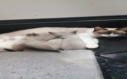 Ragdoll cats for sale: 3 quarters RAGDOLL KITTENS FOR SALE £150 - Image 2