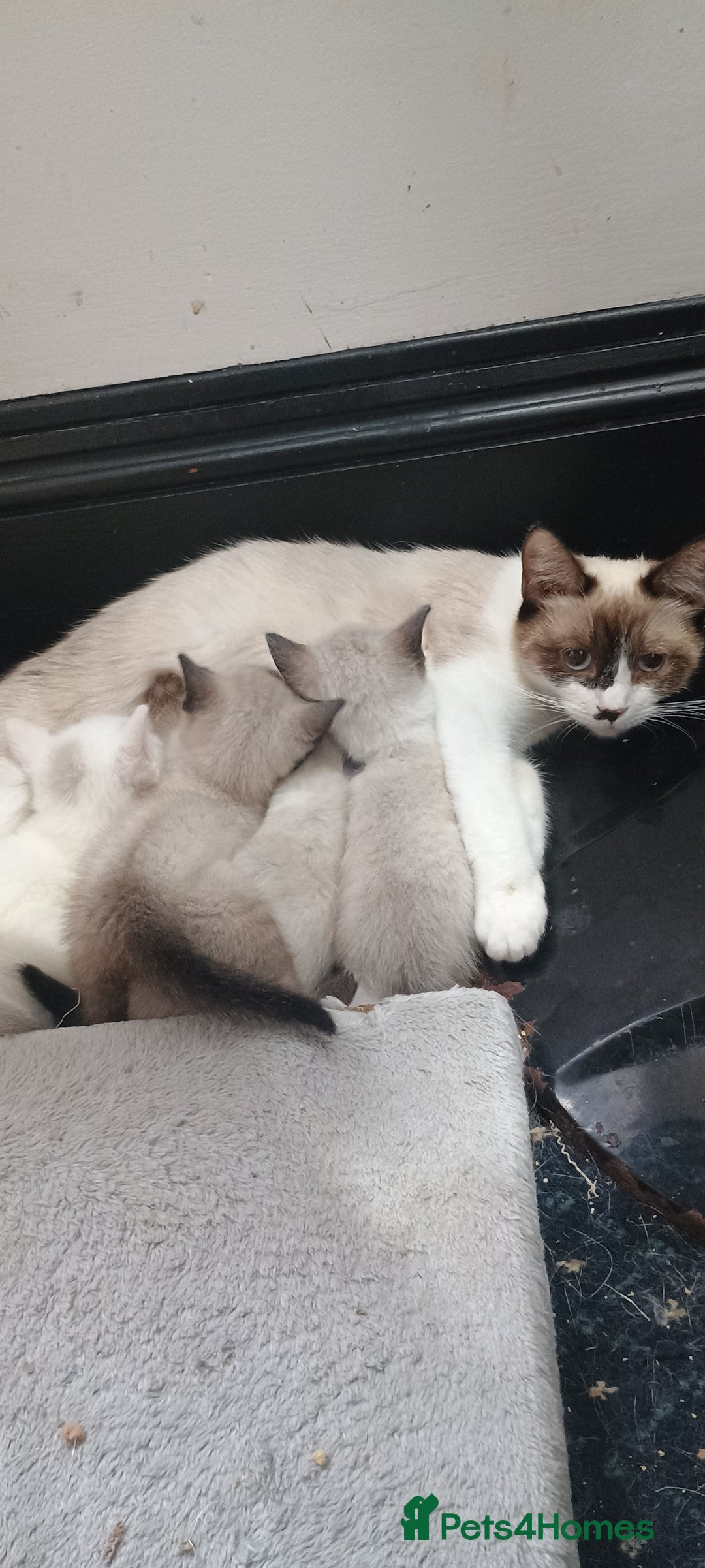 Ragdoll cats for sale: 3 quarters RAGDOLL KITTENS FOR SALE £150 - Image 2