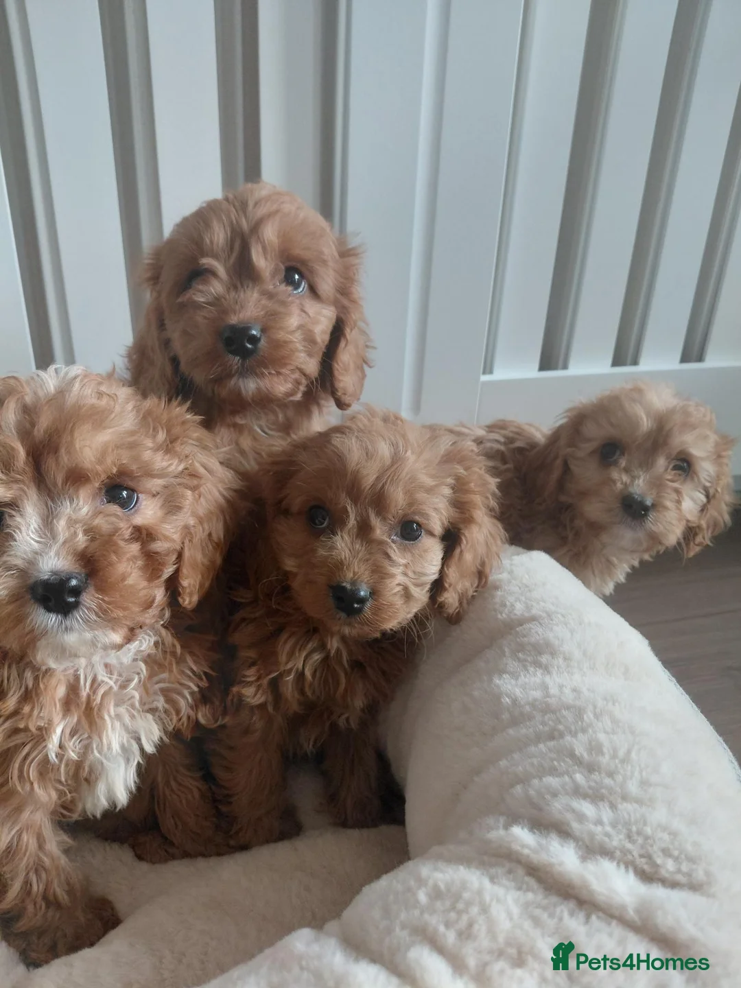 Cavapoo dogs for sale: Cavapoo  - Advert 1