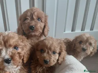 Cavapoo dogs Cavapoo - Advert 1