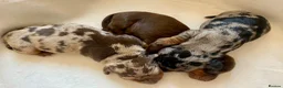 Miniature Dachshund dogs for sale: Outstanding Litter KC Miniature Dachshunds  - Advert 8