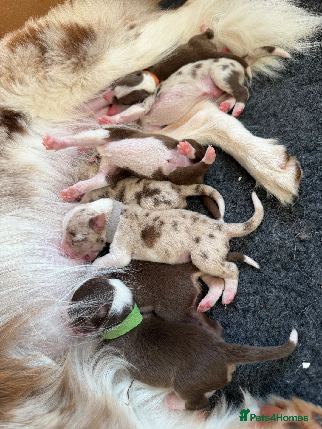 Border Collie dogs for sale: Red & white tri Merle border collie puppies puppy - Advert 8