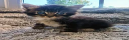 Ragcoon cats for sale: Ragcoon Kittens  - Advert 5