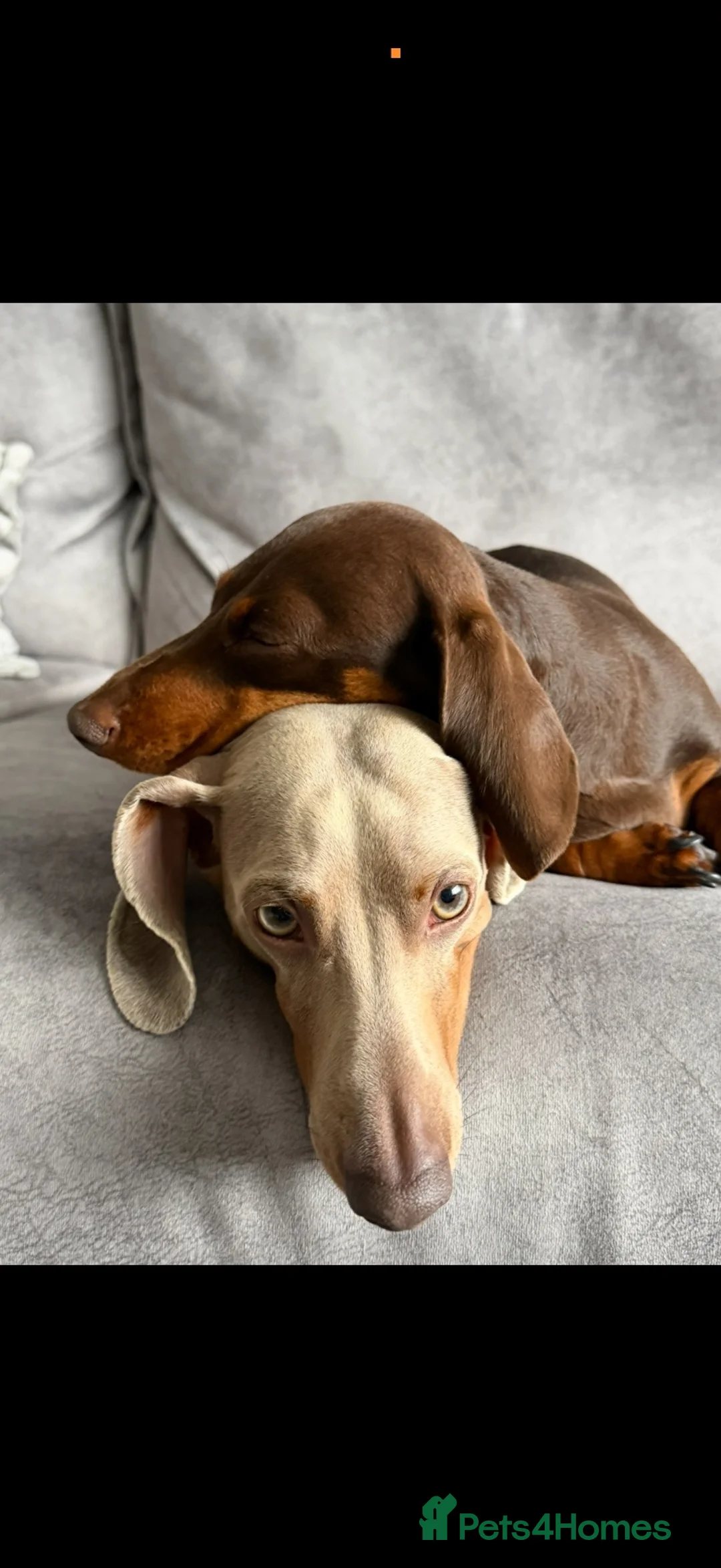 Miniature Dachshund dogs for sale: KC registered MINIATURE DACHSHUND GIRLS - Advert 10