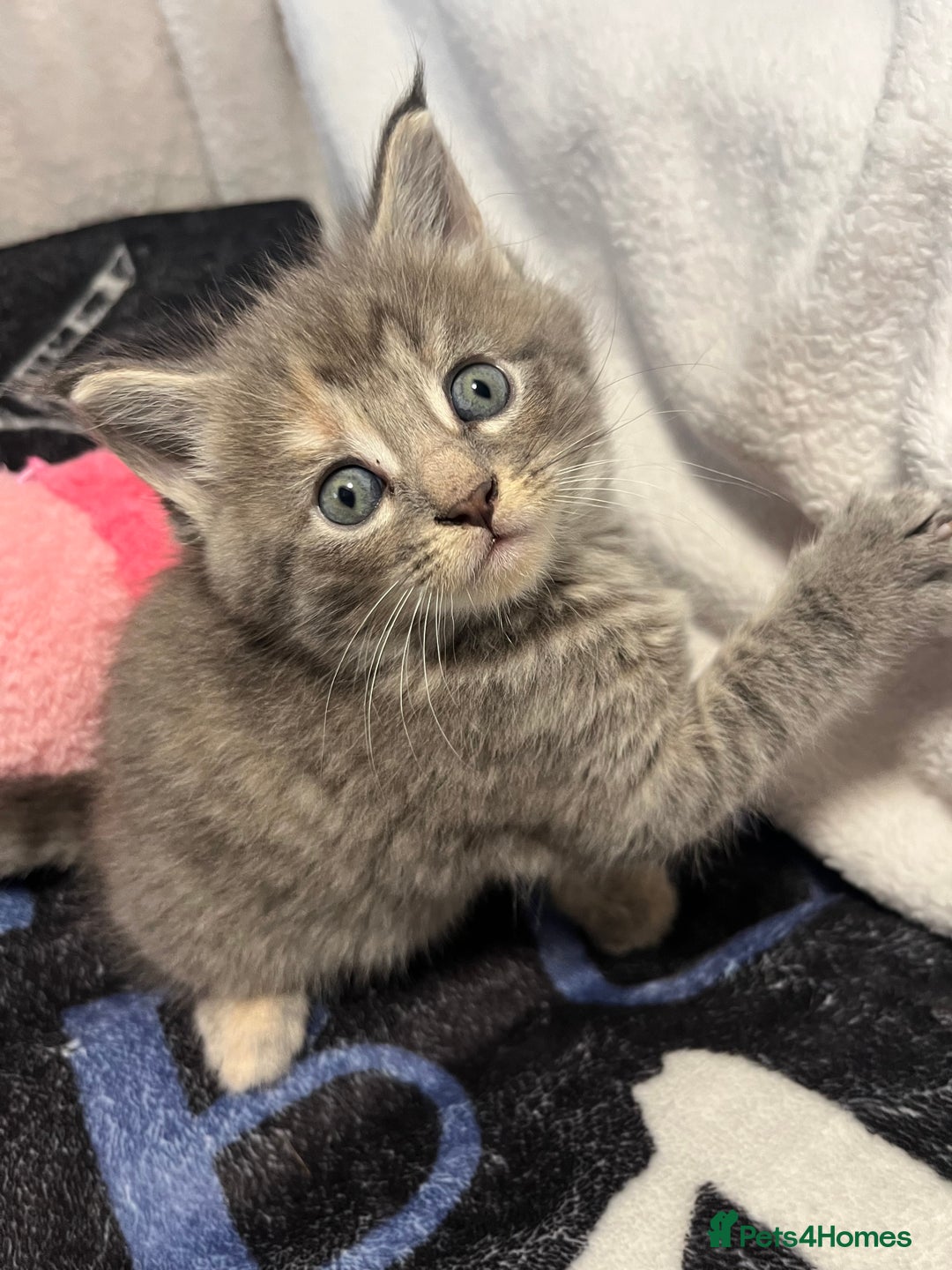 Maine Coon cats for sale: Stunning Half Maine coon kittens  - Image 10