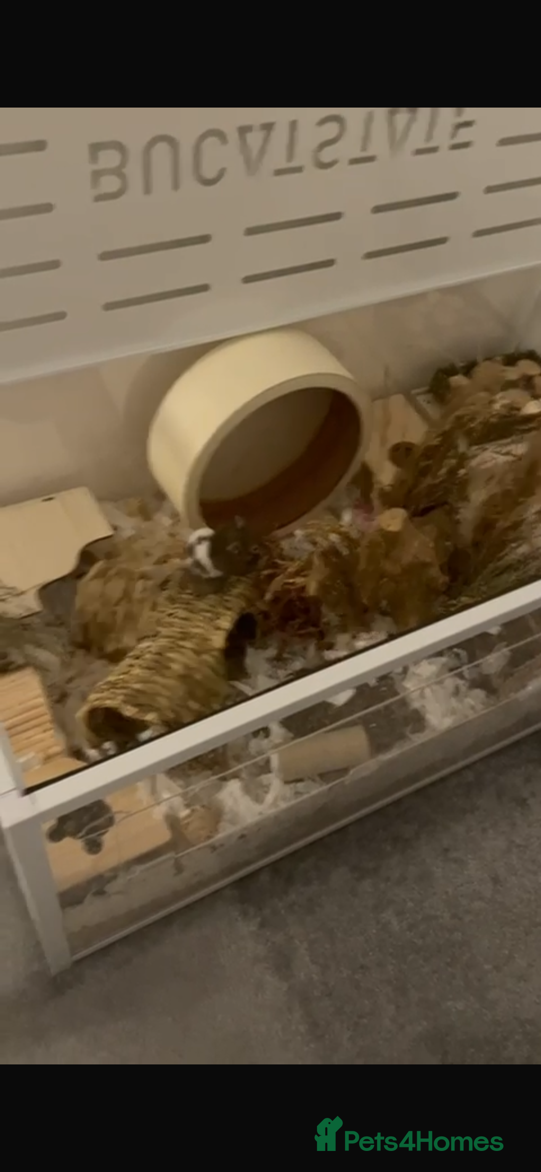 Hamster rodents for sale: Male Syrian Hamster 4 Months Bucatstate included - Advert 4