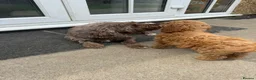 Cockapoo dogs for sale:  Meet Our stunning  F1B Cockapoo Puppies. - Advert 11