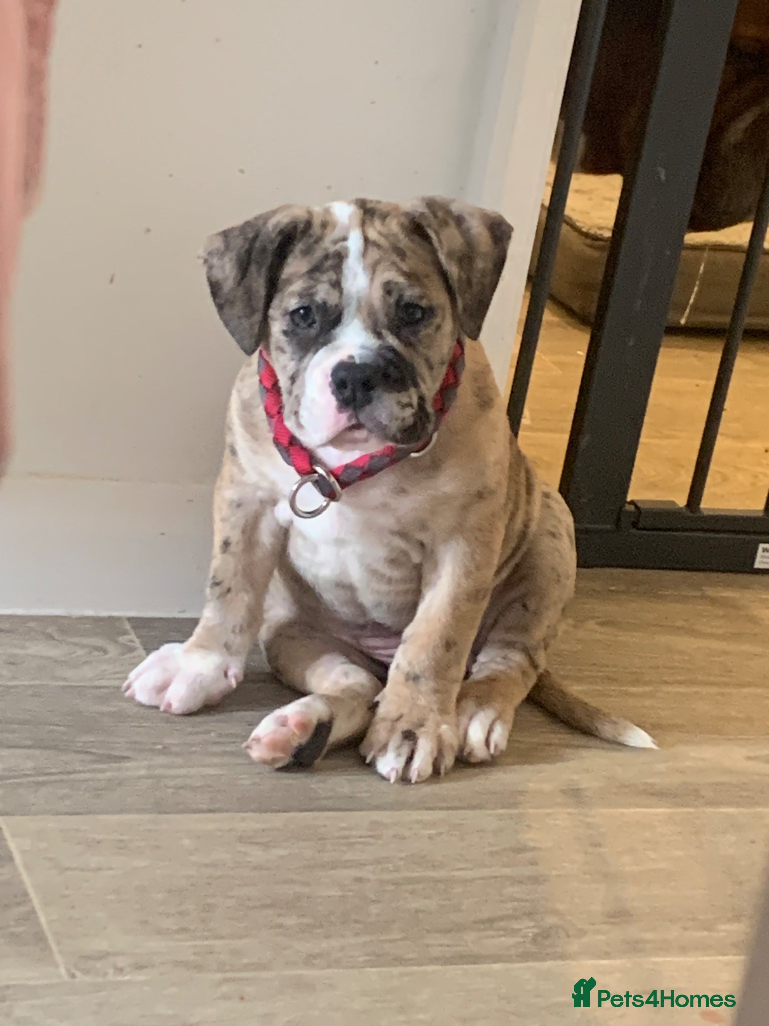 Old Tyme Bulldog dogs NEBBR REGISTERED old thyme English bulldog mya  - Advert 2