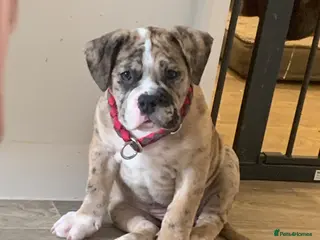 Old Tyme Bulldog dogs NEBBR REGISTERED old thyme English bulldog mya - Advert 2