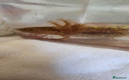 Axolotl reptiles for sale: Copper hypomelanistic  - Image 2