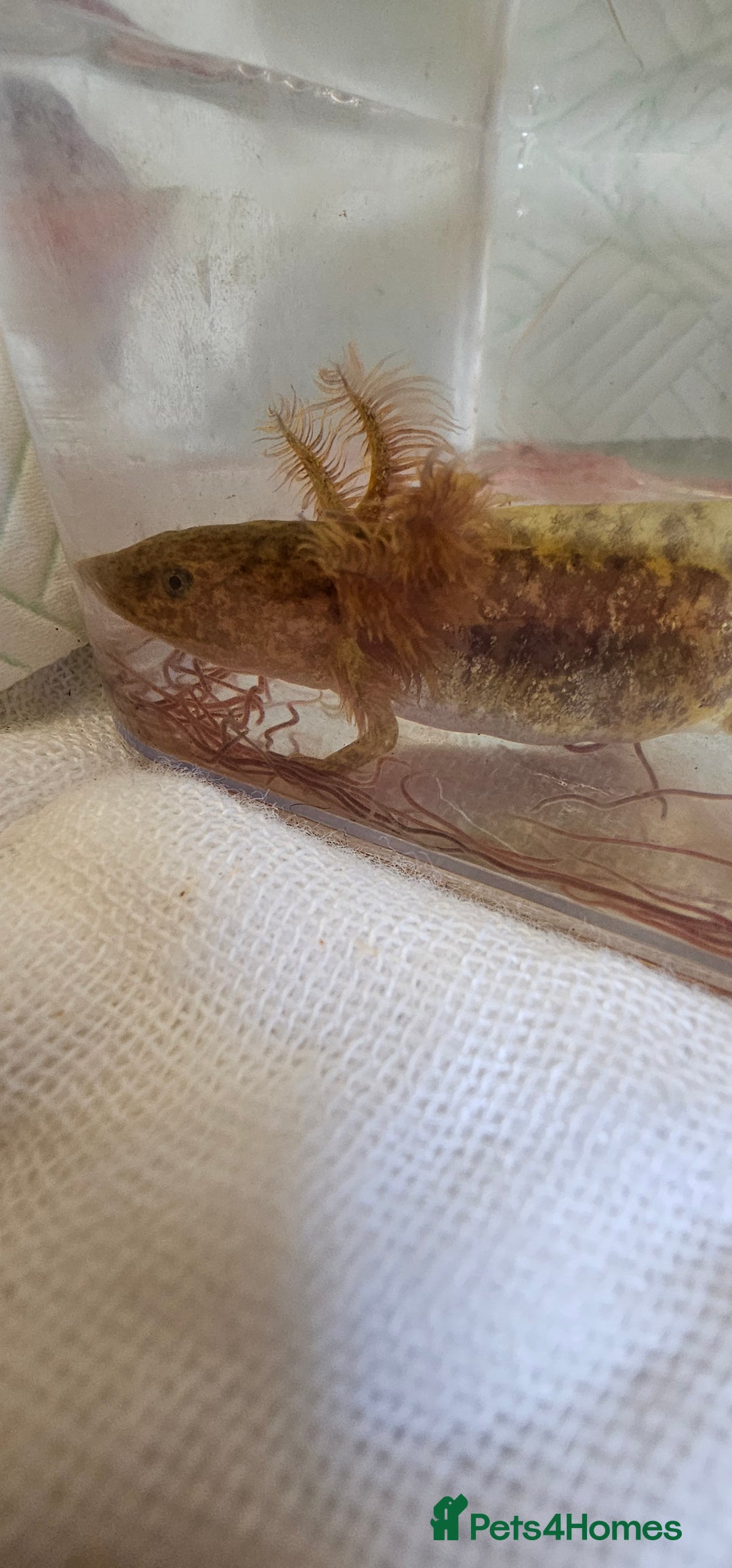 Axolotl reptiles for sale: Copper hypomelanistic  - Image 2