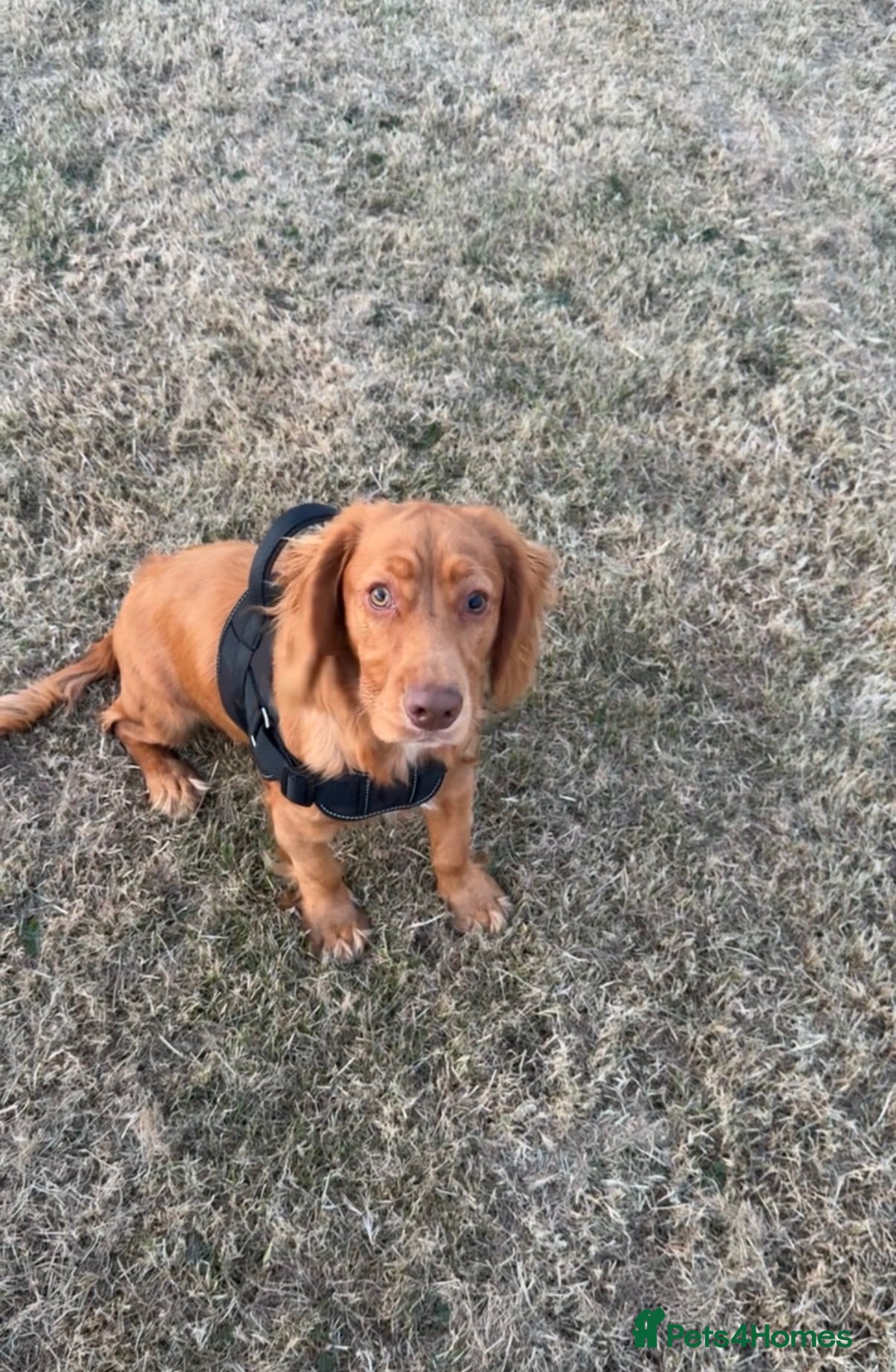 Cocker Spaniel dogs Reggie 8 months  - Advert 1