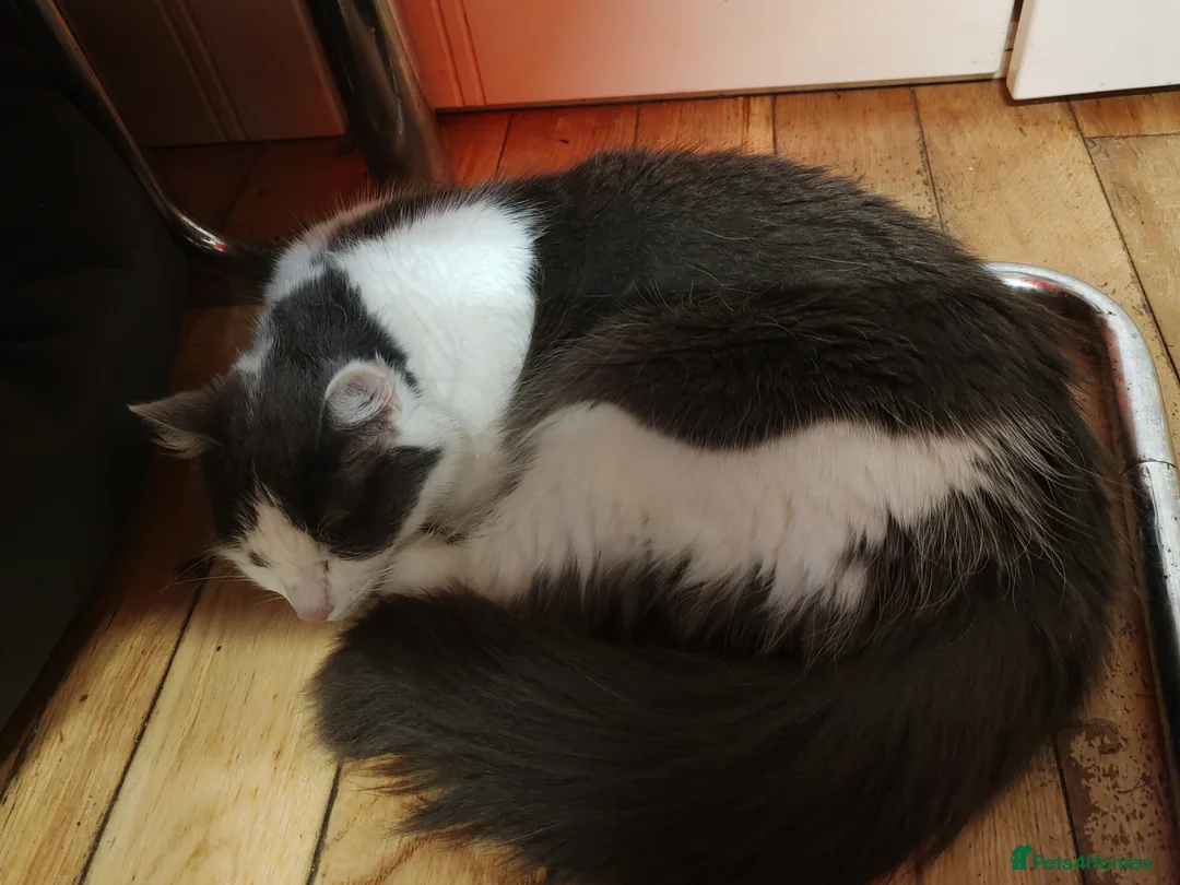 Mixed Breed cats for sale: Lovely kittens looking for forever homes - Advert 2