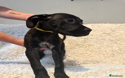 Cane Corso dogs for sale: Beautiful Litter Of Cane Corso Puppys - Image 27