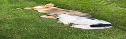Welsh Corgi Cardigan dogs for sale: 🐶 3 pups left 🐶 Cardigan Corgi puppies 🐾 - Advert 27