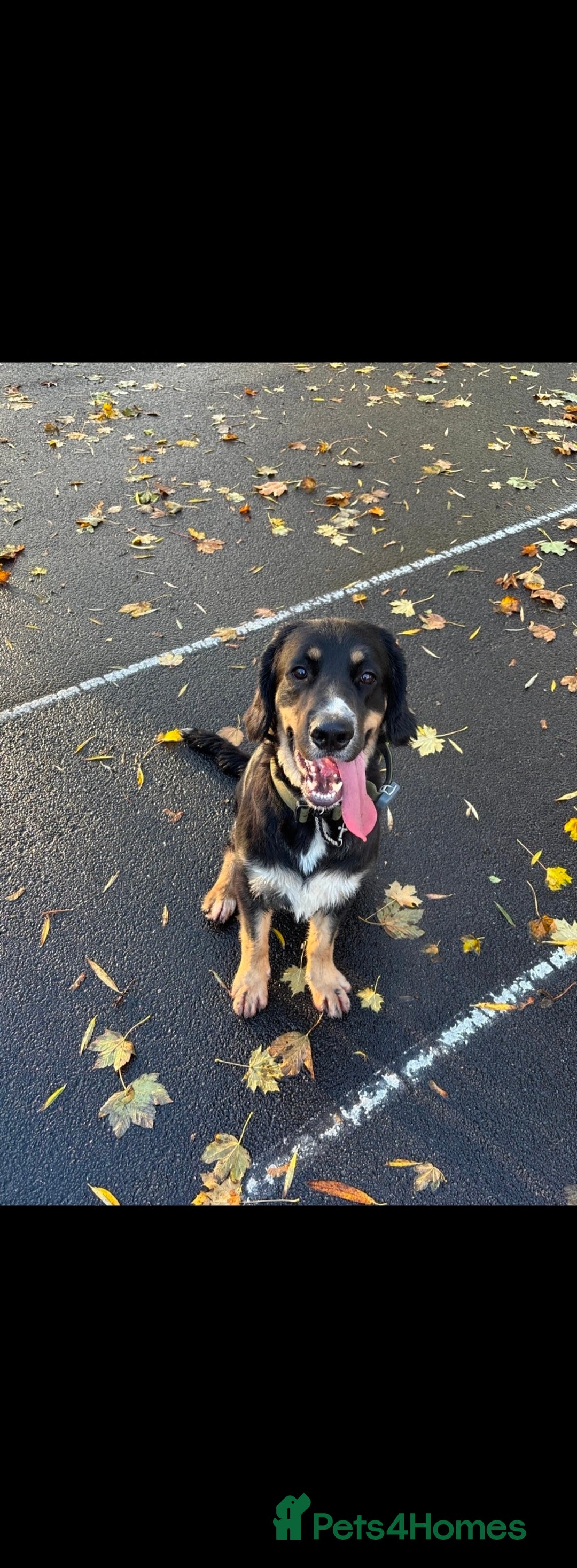 Mixed Breed dogs for sale: This jake - Advert 1